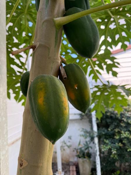 ซักอบรีดบ้านอำไพ