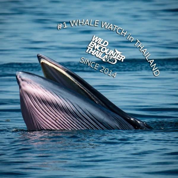 Wild Encounter Thailand