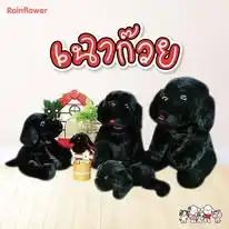 image gallery