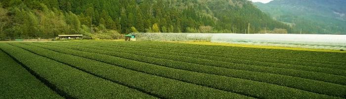 image gallery